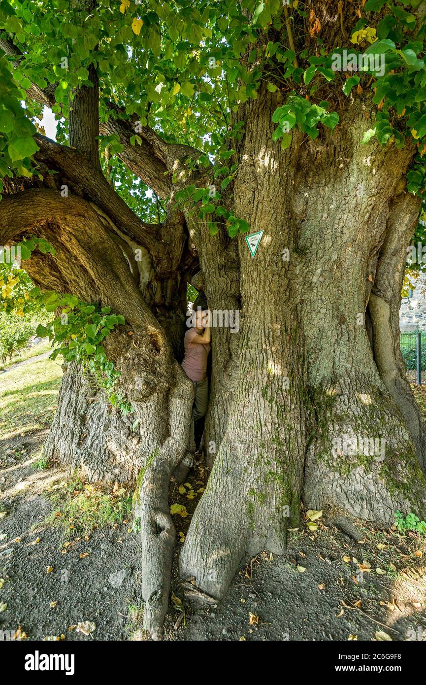Femme debout dans un arbre creux classé monument naturel, arbre de chaux vieux de mille ans, chaux à feuilles petites (Tilia cordata), Homberg, Ohm, Vogelsberg, Hesse Banque D'Images