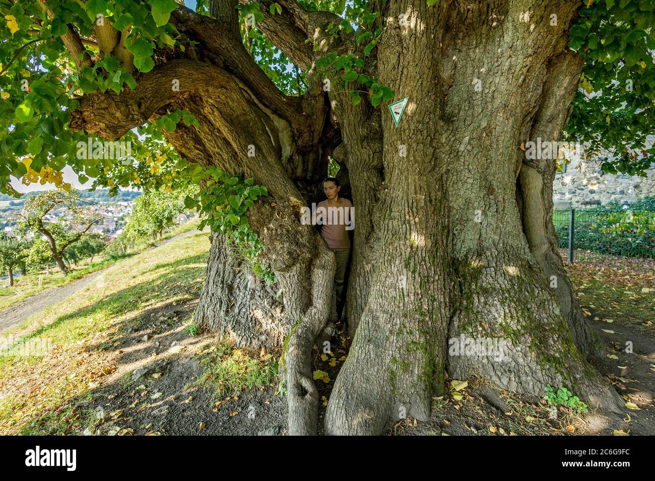 Femme debout dans un arbre creux classé monument naturel, arbre de chaux vieux de mille ans, chaux à feuilles petites (Tilia cordata), Homberg, Ohm, Vogelsberg, Hesse Banque D'Images