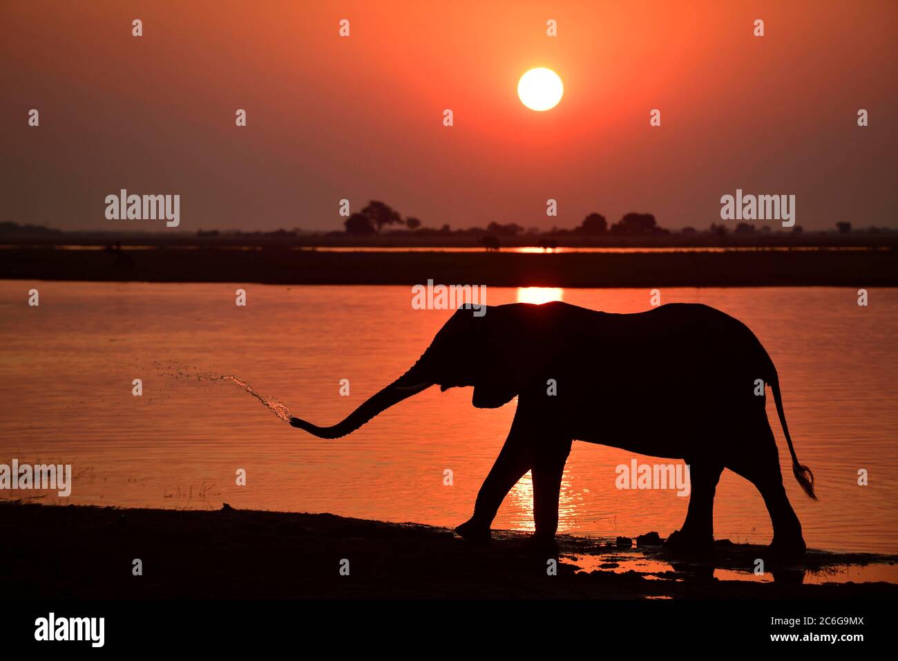 Éléphant (Loxodonta africana), silhouette au coucher du soleil, debout sur les rives de la rivière Chobe et éclaboussures d'eau de son tronc, Chobe National Banque D'Images