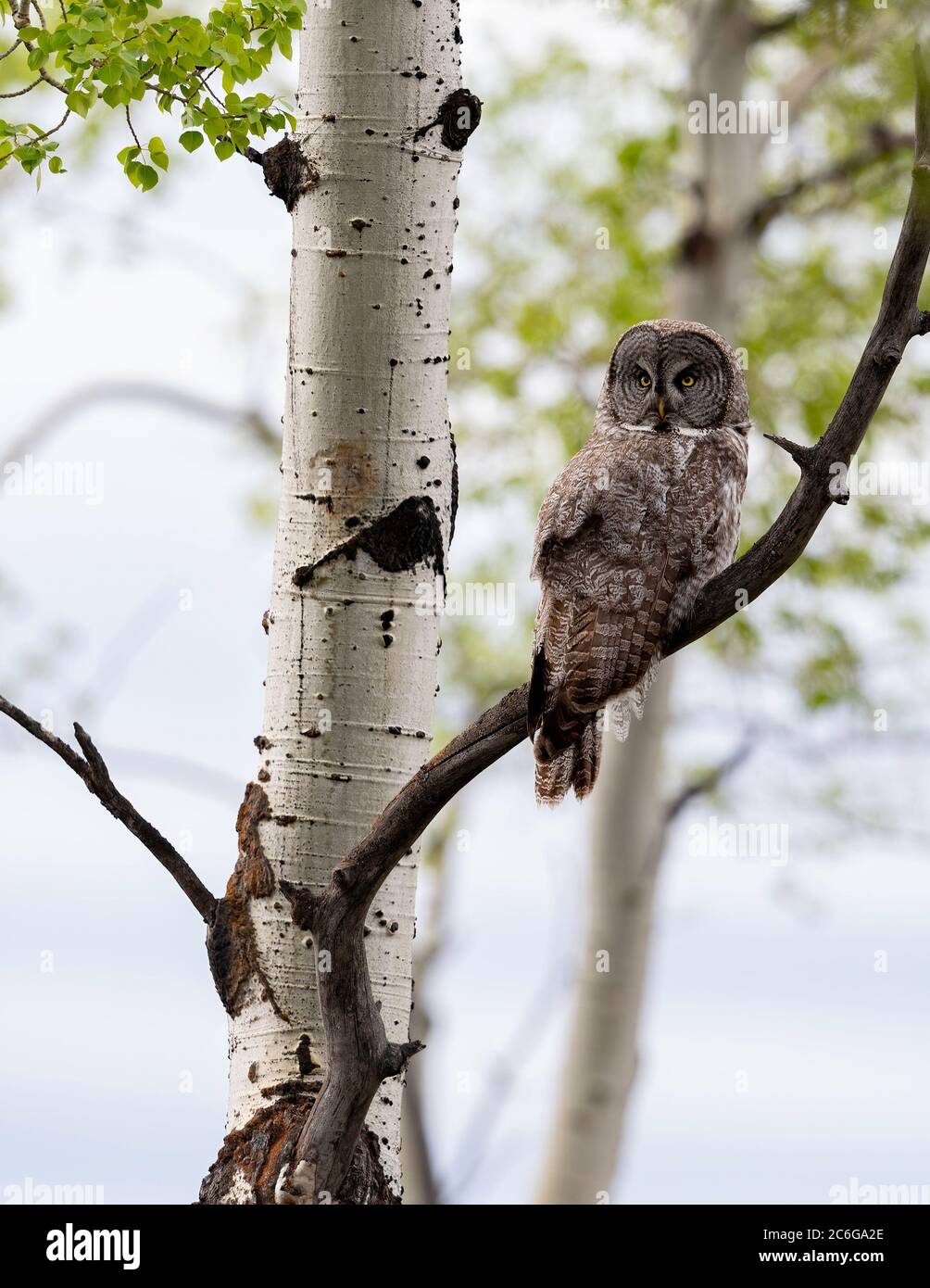 Grand Grey Owl (Strix nebulosa), parc national de Grand Teton Banque D'Images