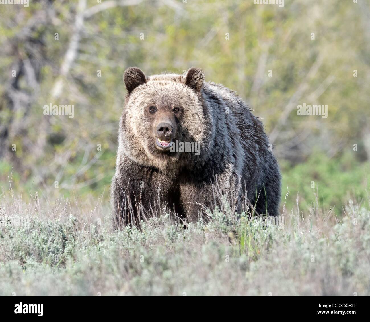 Grizzli (Ursus arctos horribilis), parc national de Grand Teton Banque D'Images