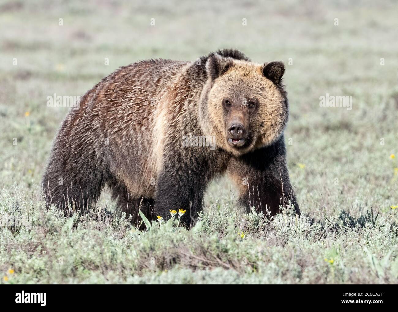 Grizzli (Ursus arctos horribilis), parc national de Grand Teton Banque D'Images