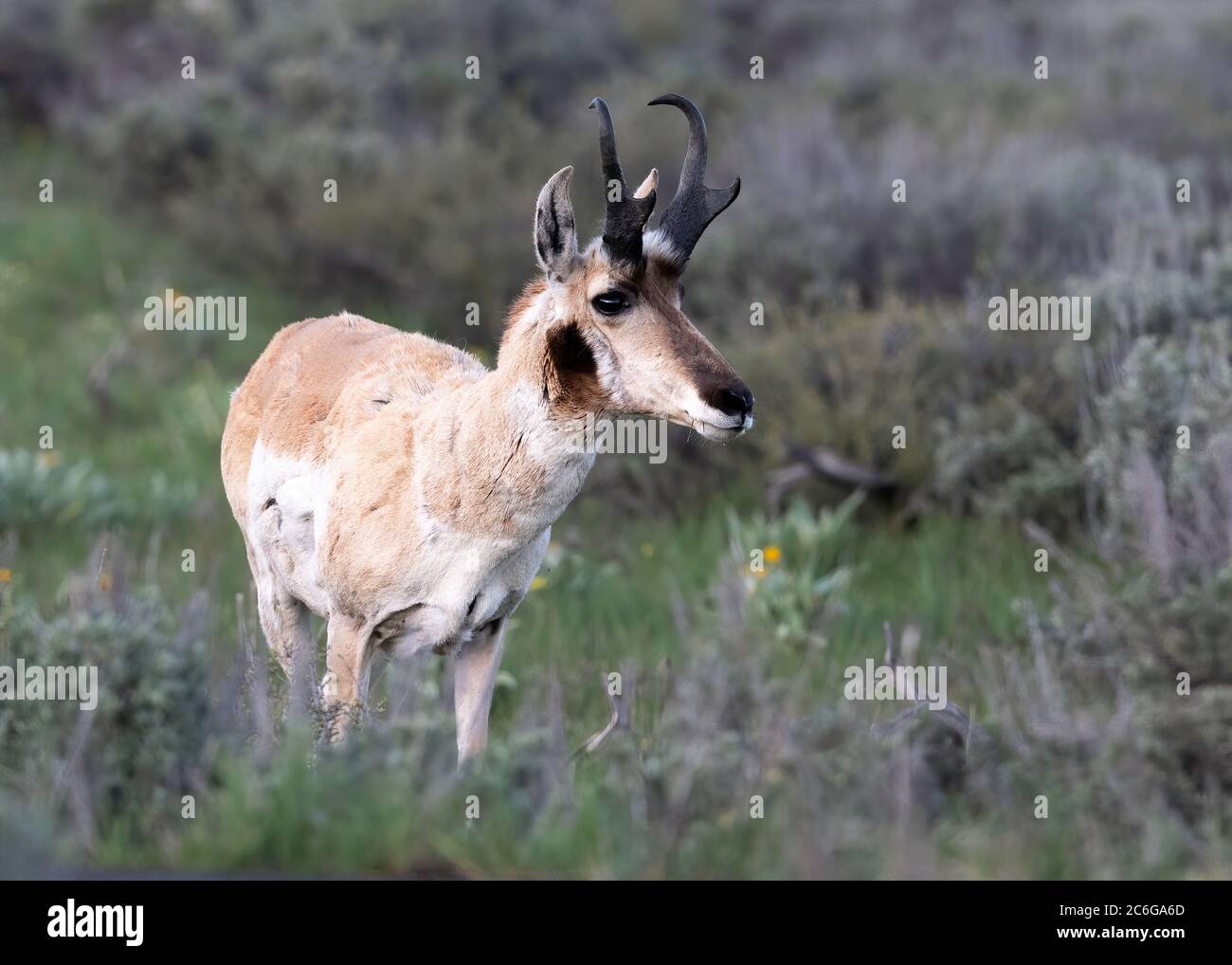 Antelope de Pronghorn (Antilocapra americana), parc national de Grand Teton, Wyoming, États-Unis, Amérique du Nord Banque D'Images