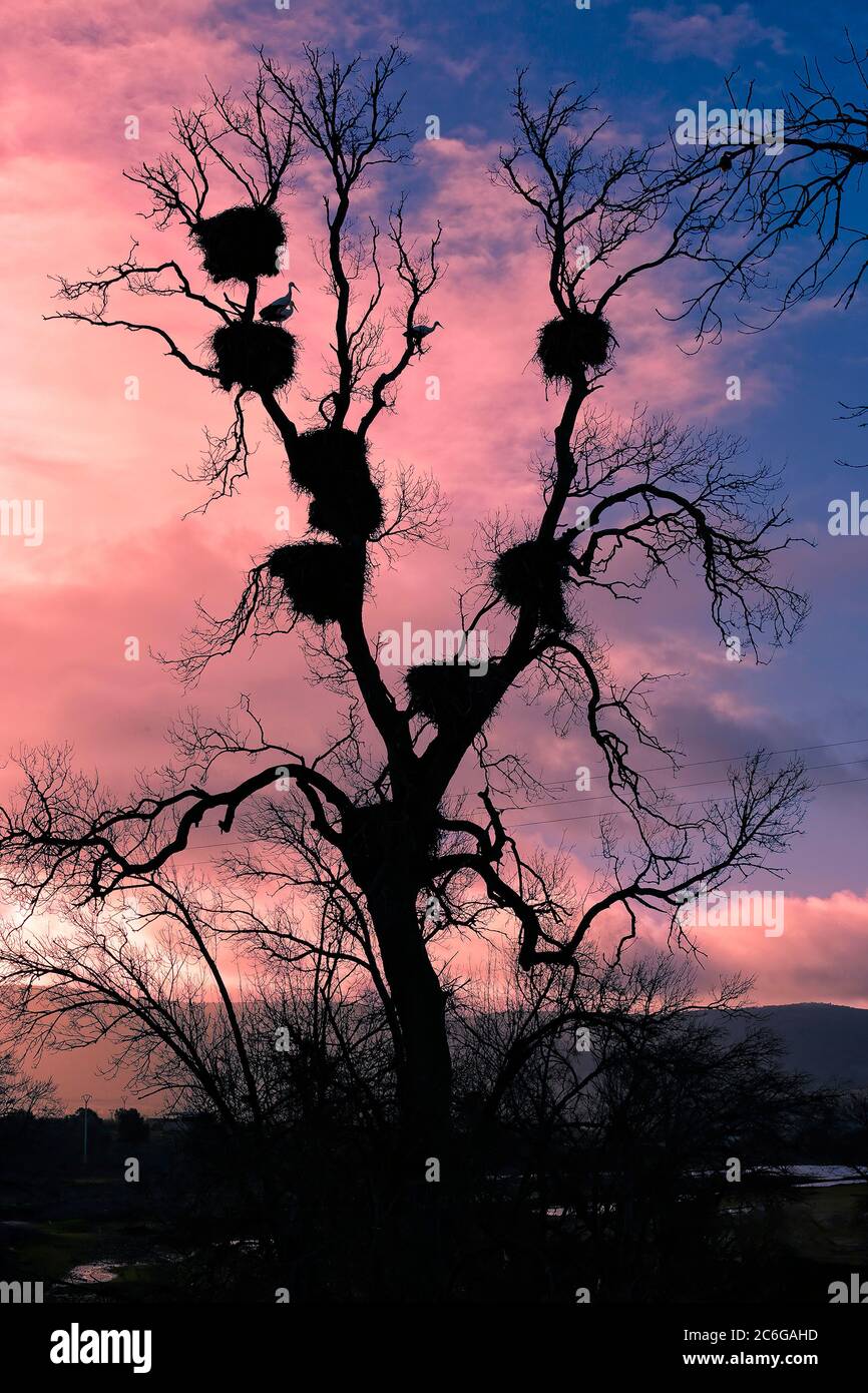 Arbre avec cigognes au coucher du soleil dans le nord de l'Espagne Banque D'Images