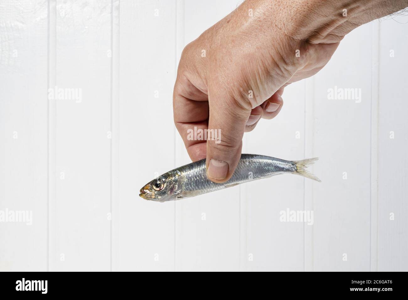 sardine à main devant un fond blanc Banque D'Images