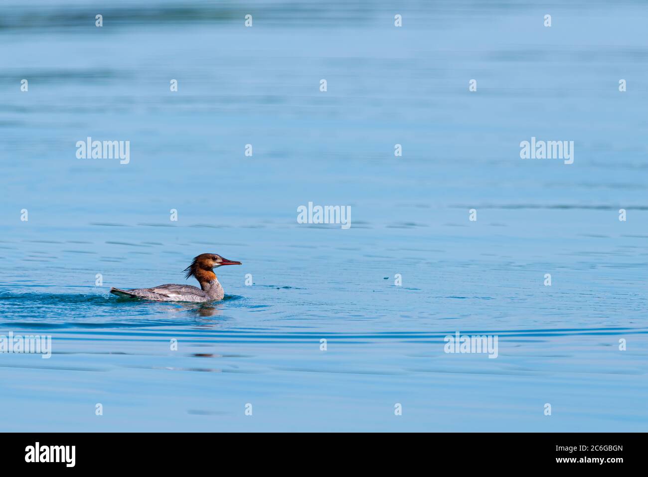 Une femelle commune Merge (Mergus merganser) nageant à la surface de la baie Grand traverse près de traverse City Michigan. Banque D'Images