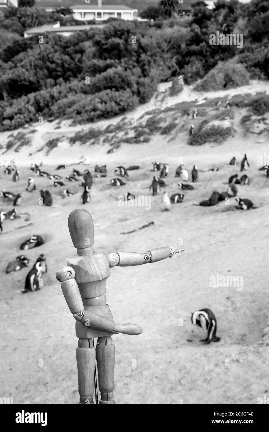 Mannequin humain en bois posant sur la plage avec des pingouins africains (Spheniscus demersus), avec une vue de False Bay en arrière-plan, ville de Simon, le Cap Banque D'Images