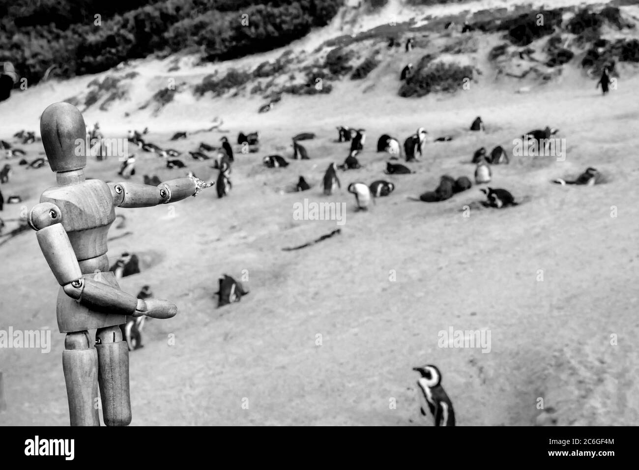 Mannequin humain en bois posant sur la plage avec des pingouins africains (Spheniscus demersus), avec une vue de False Bay en arrière-plan, ville de Simon, le Cap Banque D'Images