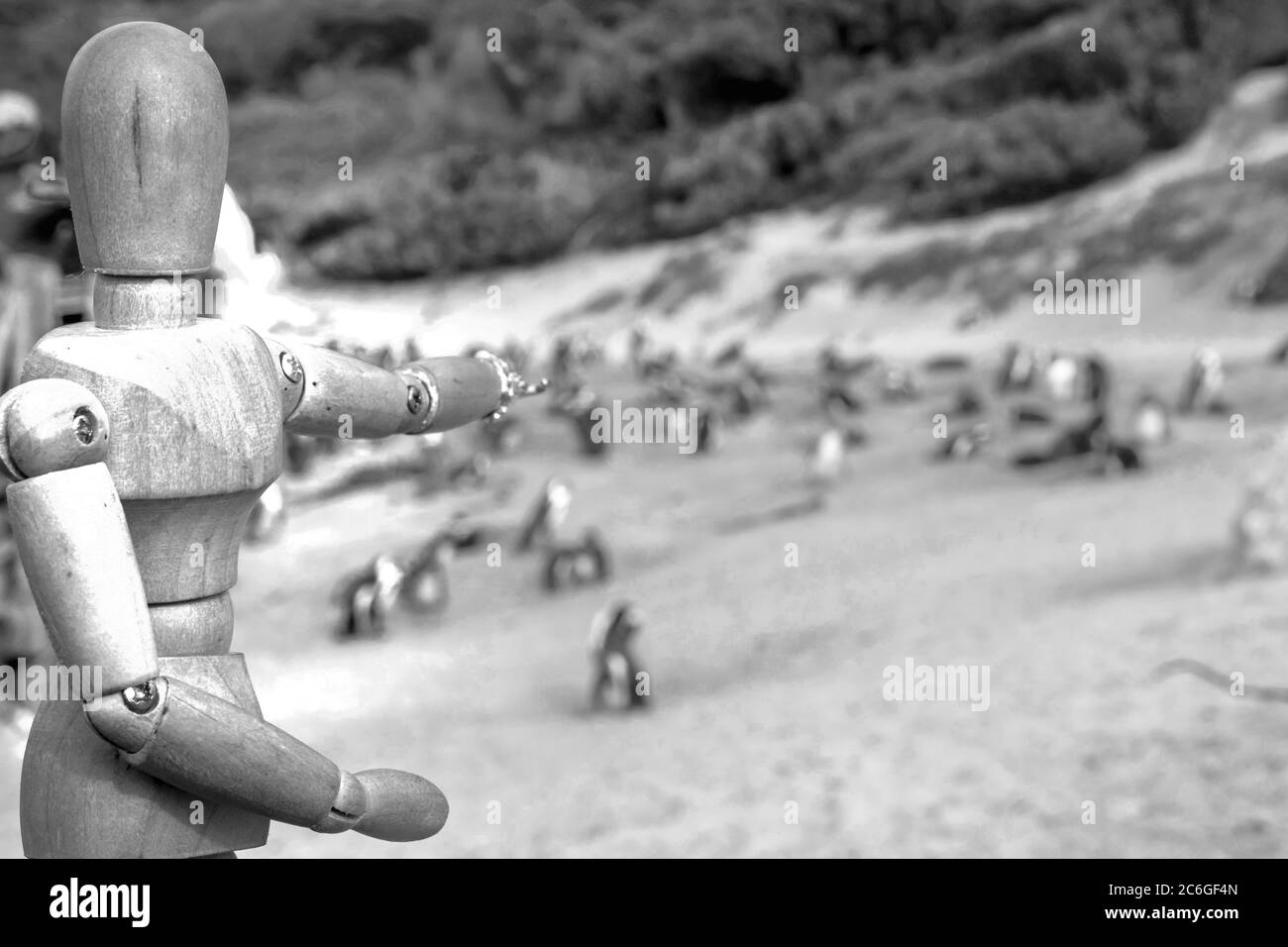 Mannequin humain en bois posant sur la plage avec des pingouins africains (Spheniscus demersus), avec une vue de False Bay en arrière-plan, ville de Simon, le Cap Banque D'Images
