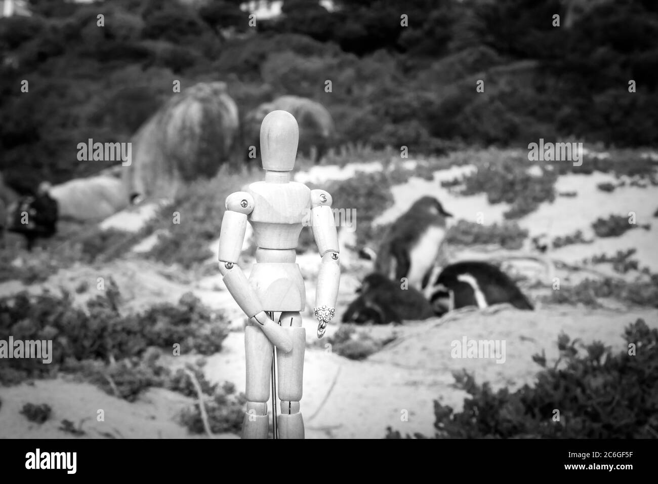 Mannequin humain en bois posant sur la plage avec des pingouins africains (Spheniscus demersus), avec une vue de False Bay en arrière-plan, ville de Simon, le Cap Banque D'Images