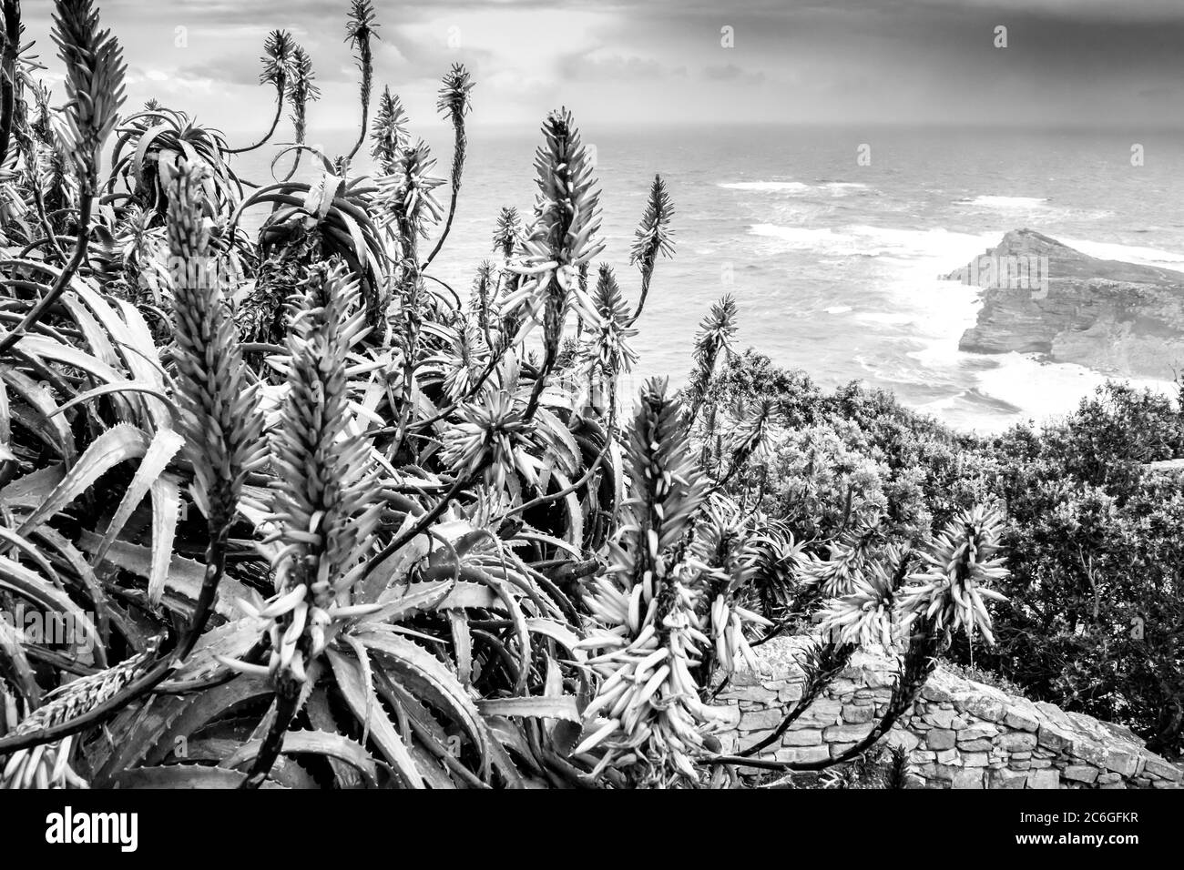 Belle mer brumeuse depuis un point de vue à la réserve naturelle de Cape point, avec des fleurs d'aloès ferox, Cape point, Cape Town, Afrique du Sud Banque D'Images
