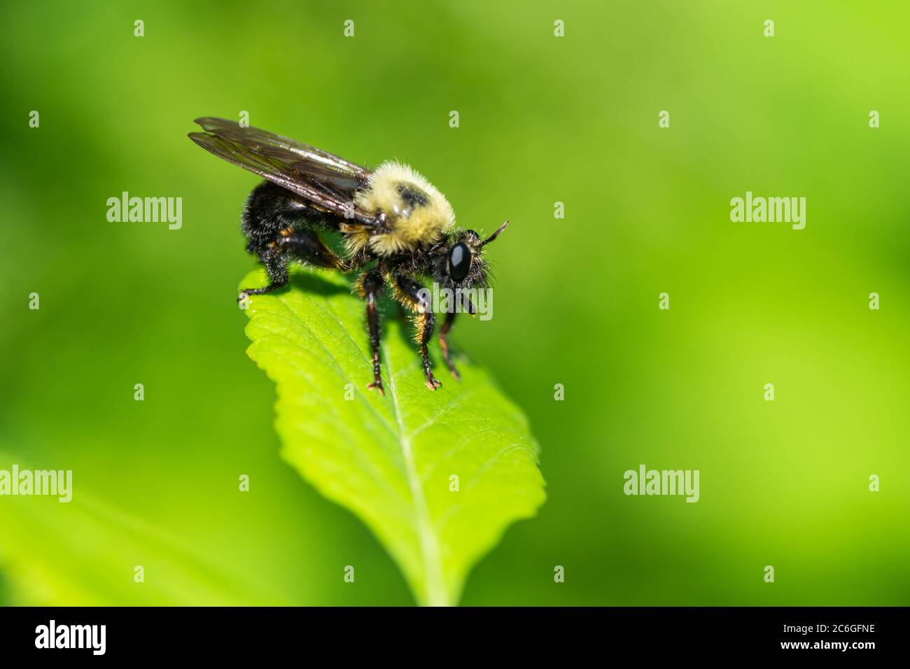 Abeille comme Robber Fly on Leaf Banque D'Images