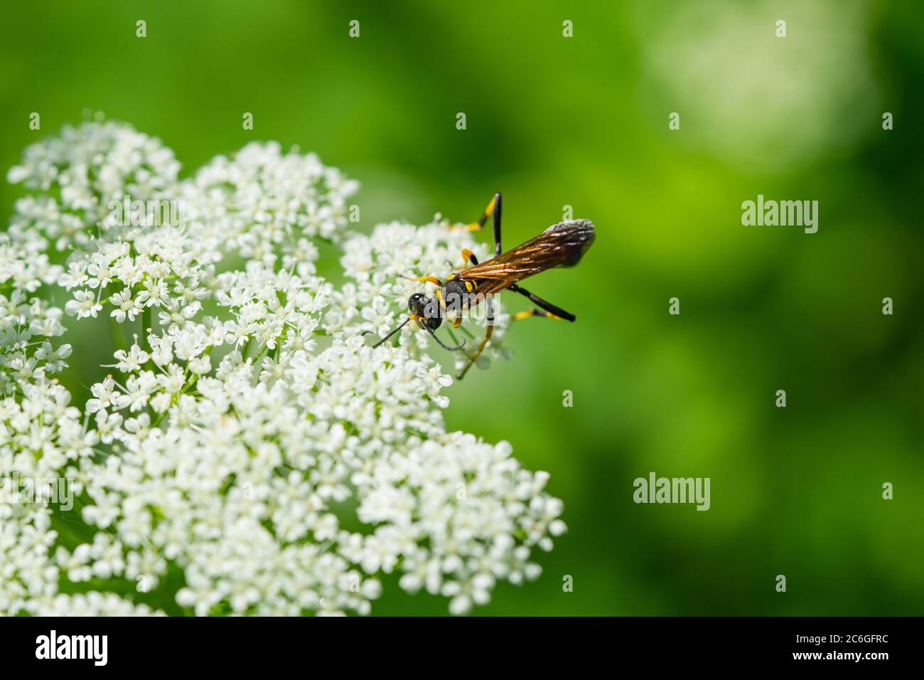 Guêpe de boue marbeuse noire et jaune sur fleurs d'aulne moulées Banque D'Images
