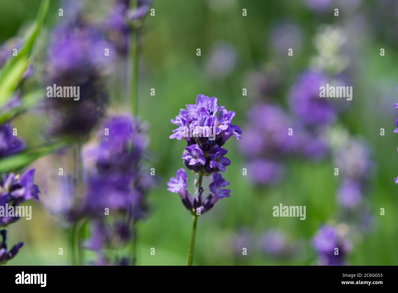 Fleurs de lavande en fleurs en été Banque D'Images