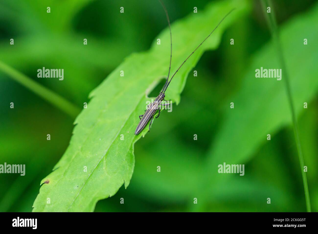 Longhorn Beetle sur la feuille en été Banque D'Images