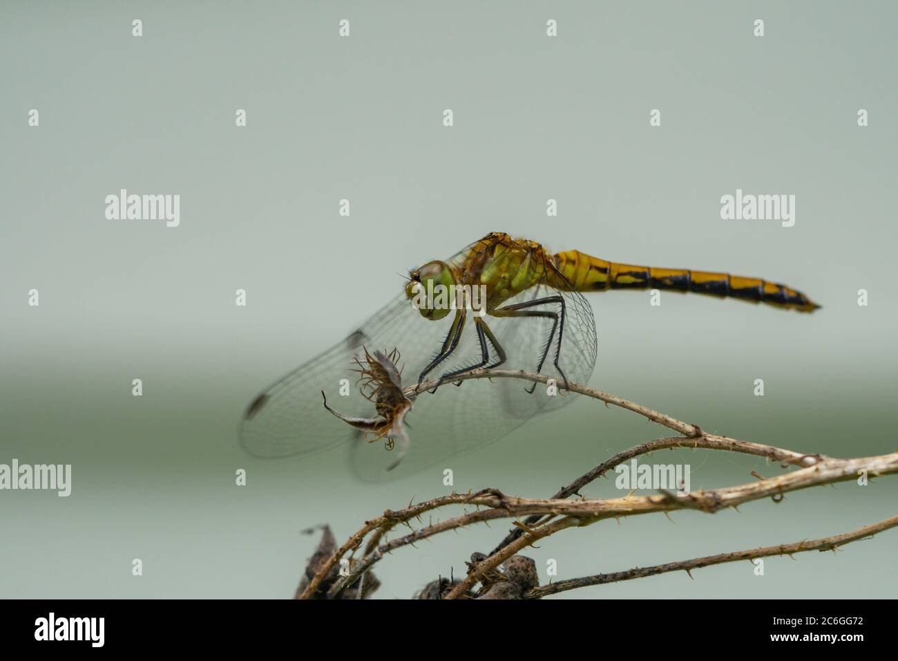 Meadowhawk Dragonfly perchée en été Banque D'Images