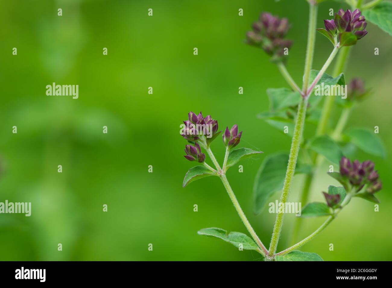 Bourgeons de fleurs d'origan en été Banque D'Images