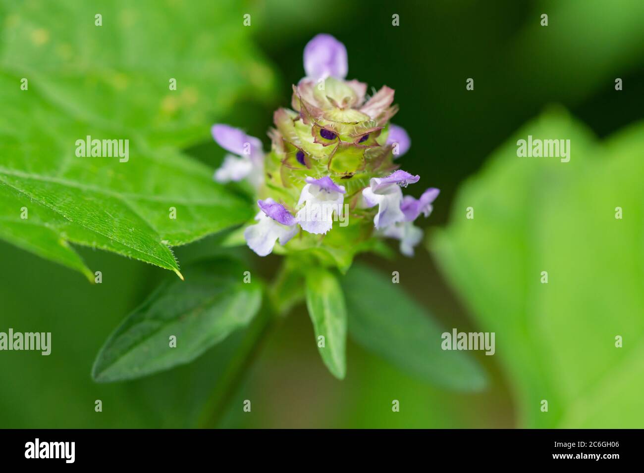 Fleurs autoHeal en été Banque D'Images