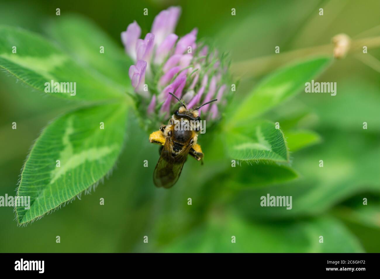 Wilke's Mining Bee sur les fleurs de trèfle rouge Banque D'Images