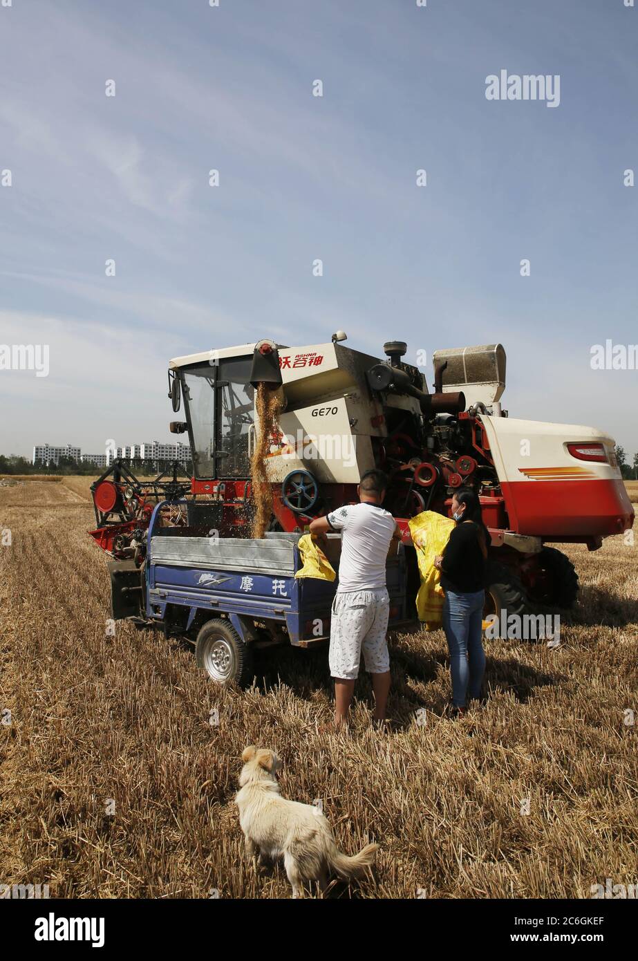 Les agriculteurs récoltent du blé dans un champ de la ville de Pingdingshan, dans la province de Henan, au sud de la Chine, le 28 mai 2020. Banque D'Images