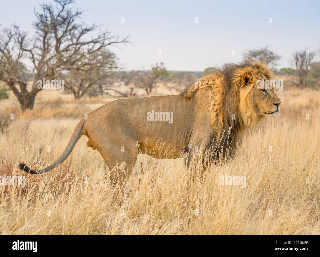 Un lion à la manne noire dans le parc transfrontalier de Kgalagadi, dans le désert de Kalahari en Afrique australe. Banque D'Images