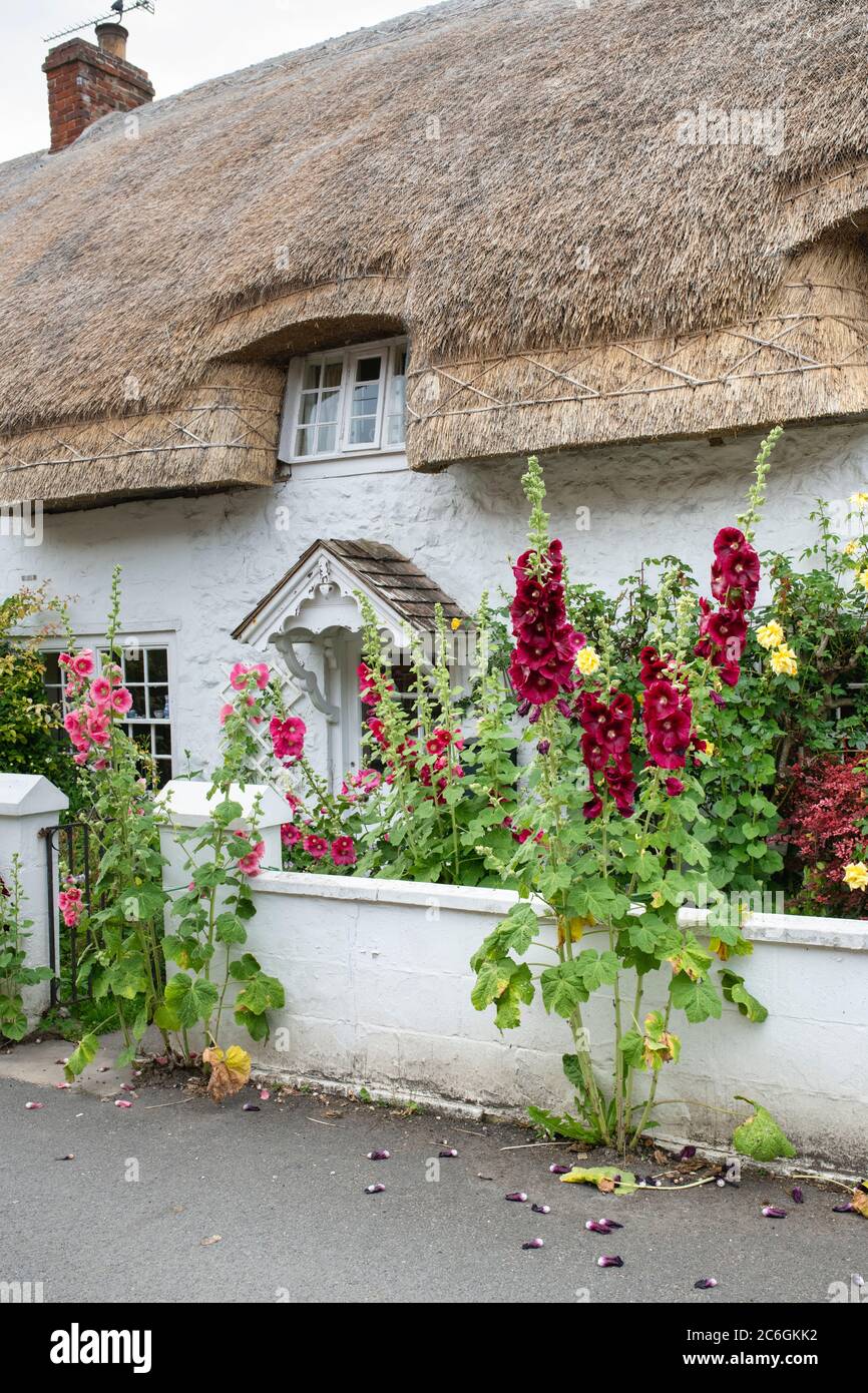Alcea rosea. Il est situé à l'extérieur d'un cottage en chaume à Avebury. Wiltshire, Angleterre Banque D'Images