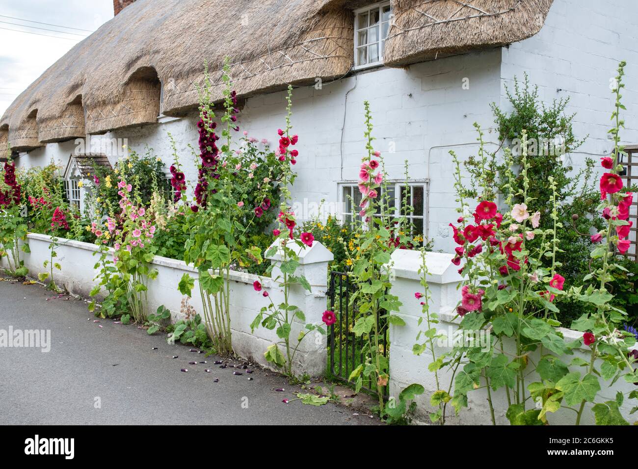 Alcea rosea. Il est situé à l'extérieur d'un cottage en chaume à Avebury. Wiltshire, Angleterre Banque D'Images