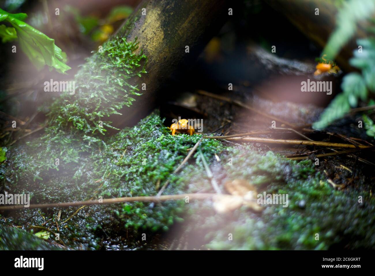 Grenouille minuscule, grenouille Golden poison dart, grenouille colorée, grenouille tropicale, mini-grenouille, toxique, minuscule mais mortelle, petite mais mortelle, grenouille sur plante, grenouille dorée Banque D'Images
