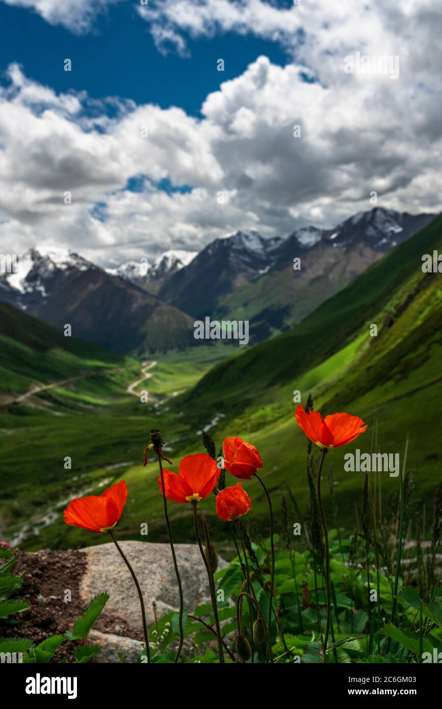 Un paysage merveilleux le long de la route Duku, qui est reconnue comme la plus belle autoroute, nord-ouest de la Chine Xinjiang Uyghur région autonome, 13 Ju Banque D'Images