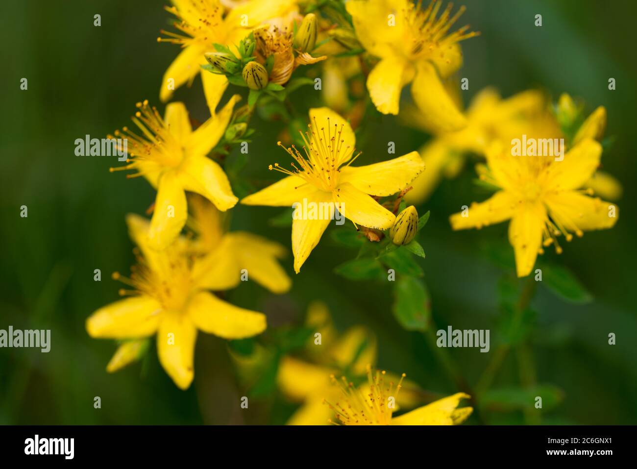 Hypericum perforatum, millepertuis, plante à plantes, fleurs jaunes macro Banque D'Images
