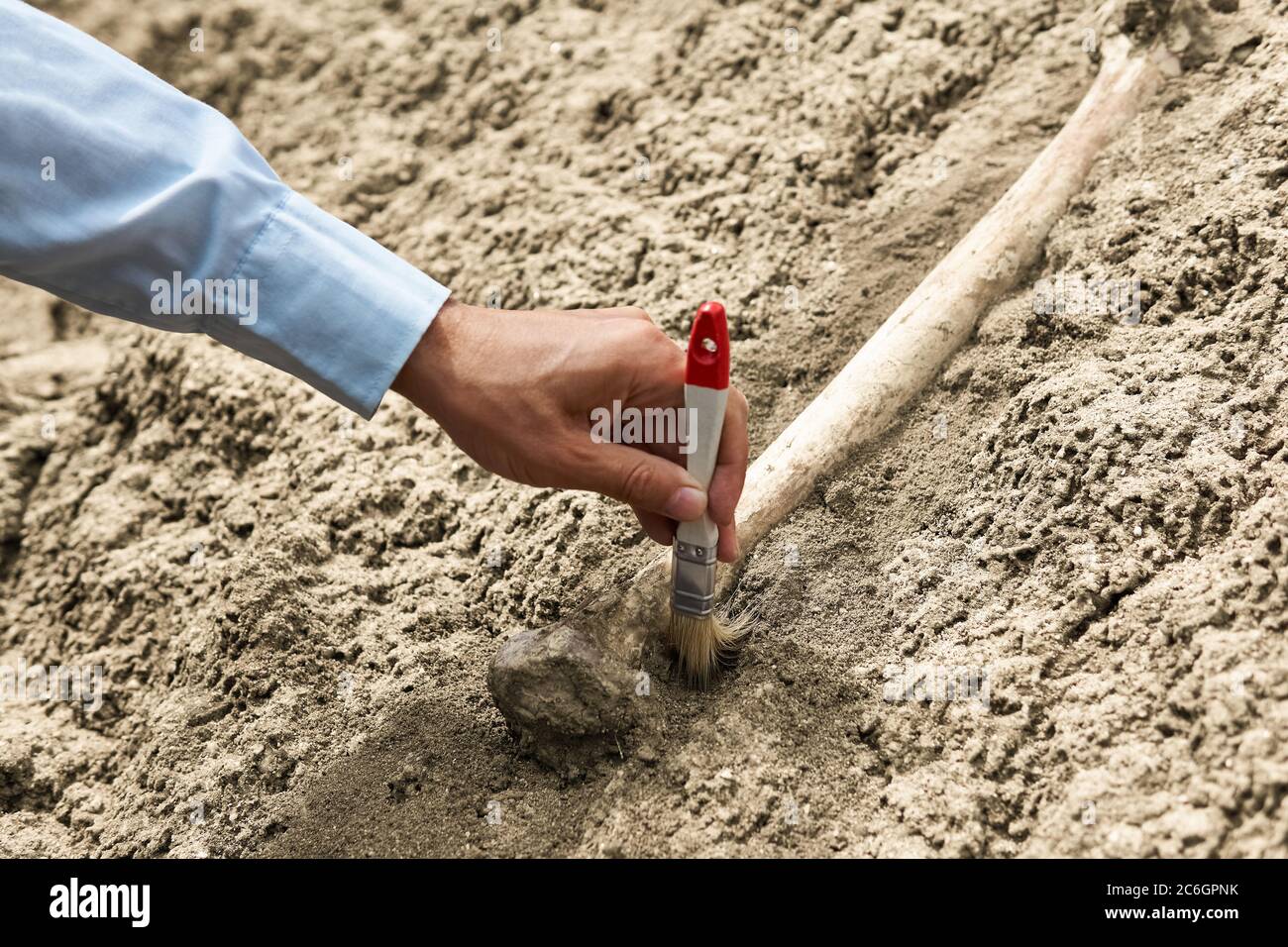 main du paléontologue avec nettoyage à la brosse des os fossiles du sable et de la pierre Banque D'Images