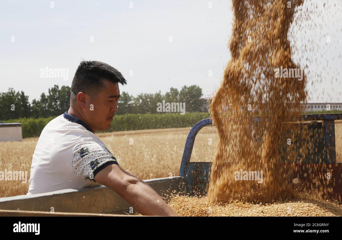 Les agriculteurs récoltent du blé dans un champ de la ville de Pingdingshan, dans la province de Henan, au sud de la Chine, le 28 mai 2020. Banque D'Images