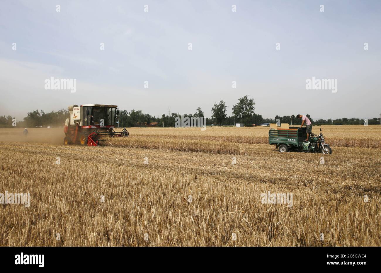 Une couche récolte du blé dans un champ de la ville de Pingdingshan, dans la province de Henan, au sud de la Chine, le 28 mai 2020. Banque D'Images