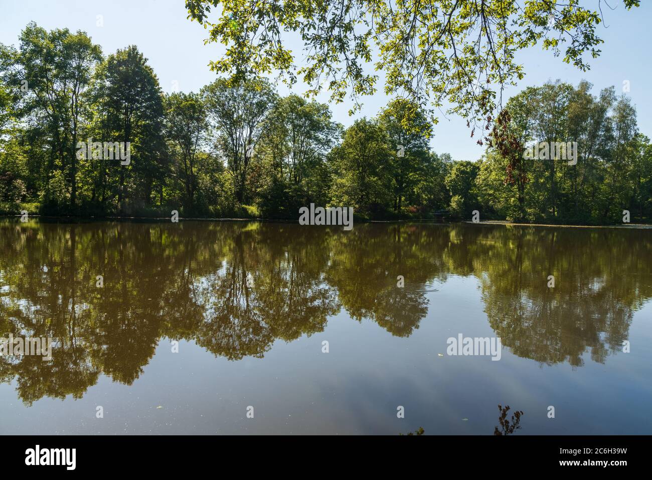 Étang avec arbres miroir et ciel clair dans le parc public près du château dans la ville de Pszczyna en Pologne Banque D'Images