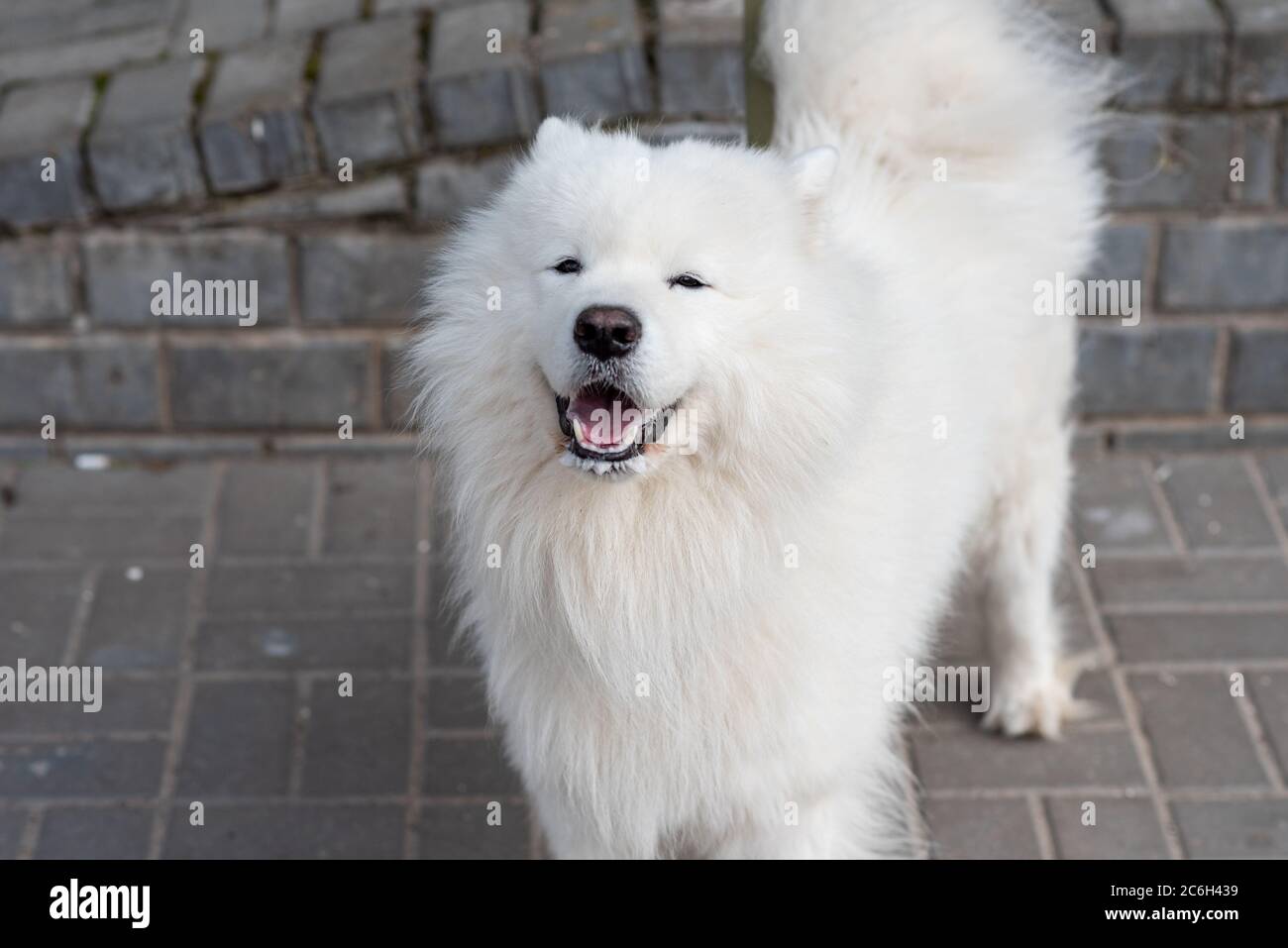 Chien de Samoyed dans la rue avec des signes de rage Banque D'Images