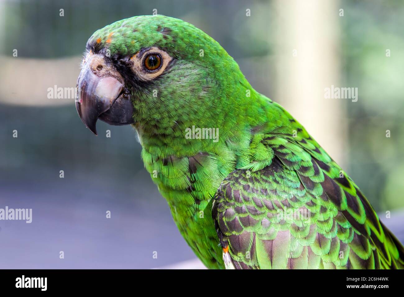 Le Perroquet A Fronces Rouges Poicephalus Gulielmi Egalement Connu Sous Le Nom De Perroquet De Jardine Un Perroquet De Taille Moyenne Principalement Vert En Afrique Photo Stock Alamy