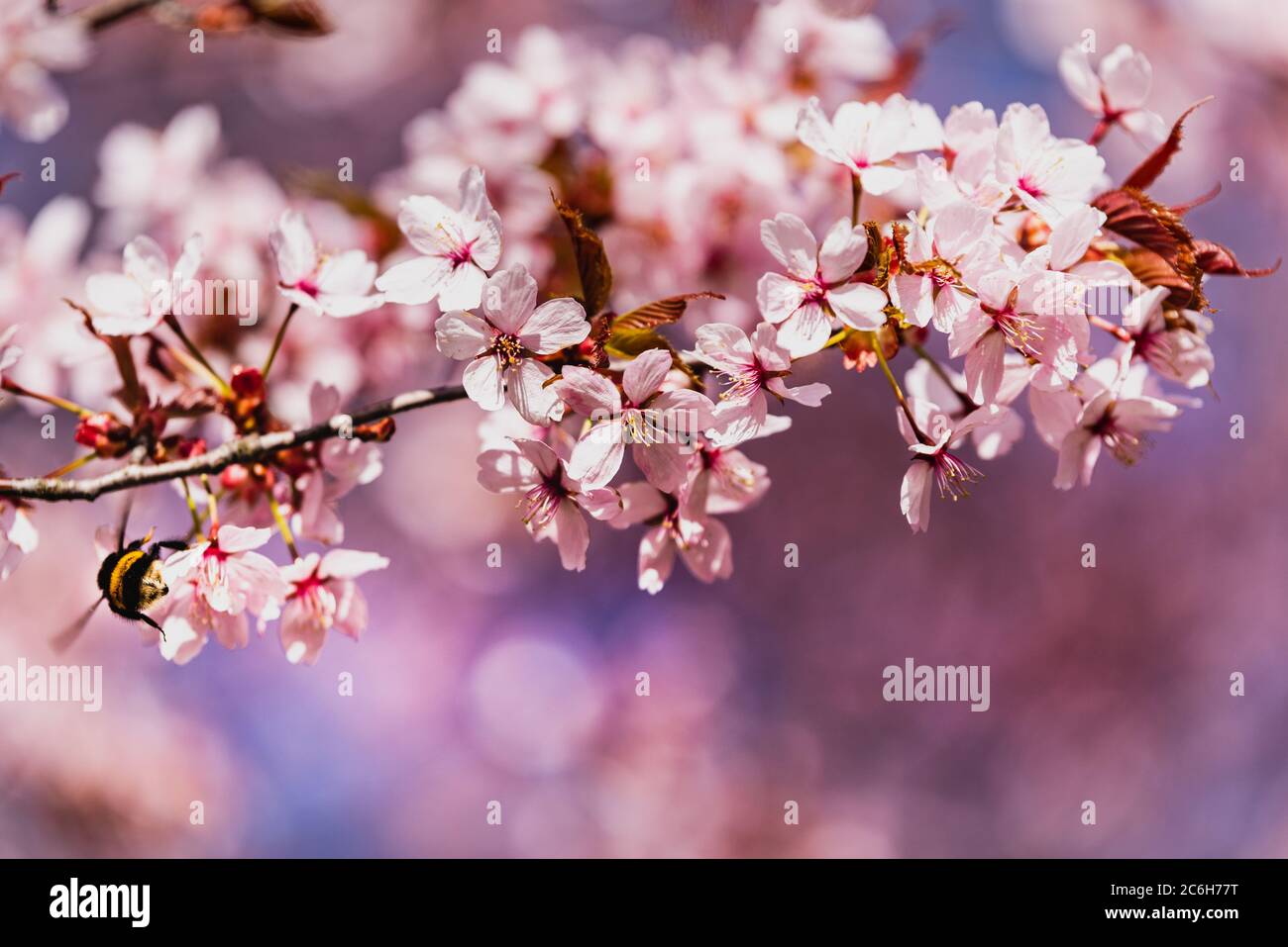 Un bourdon (pollinisateur) se dresse sur des cerisiers en fleurs roses. L'abeille bumble est en train de siphr le nectar des fleurs Sakura qui répandent le pollen, pollinisant les fleurs Banque D'Images