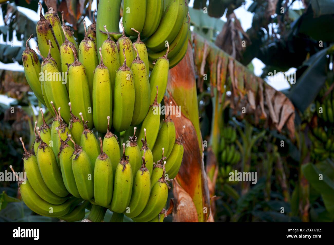 Plantain vert indien , bananes suspendues à l'arbre avec de grandes feuilles, focalisation sélective Banque D'Images