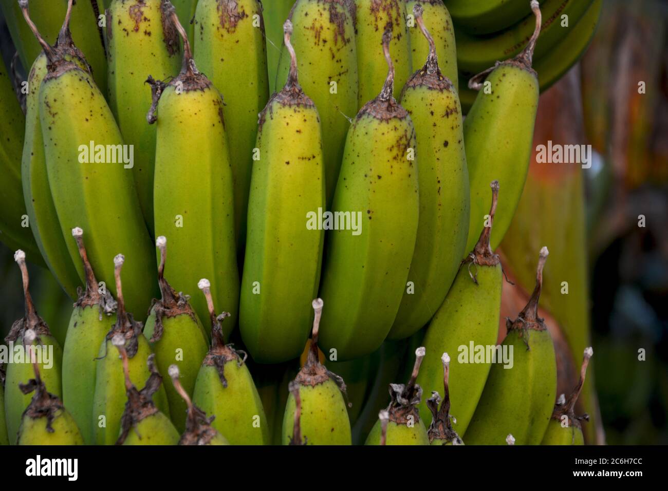 Plantain vert indien , bananes suspendues à l'arbre avec de grandes feuilles, focalisation sélective Banque D'Images
