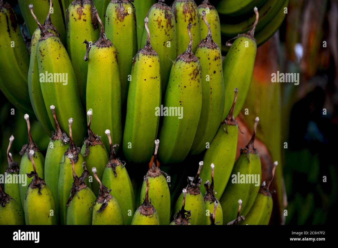 Plantain vert indien , bananes suspendues à l'arbre avec de grandes feuilles, focalisation sélective Banque D'Images