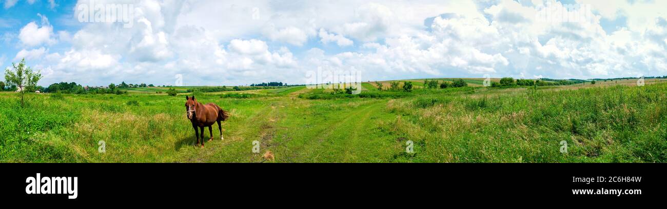 Panorama magnifique sur les montagnes. Chevaux sur un pré de montagne. Paysage d'été dans les montagnes. Ukraine, Carpates. Belle nature v Banque D'Images