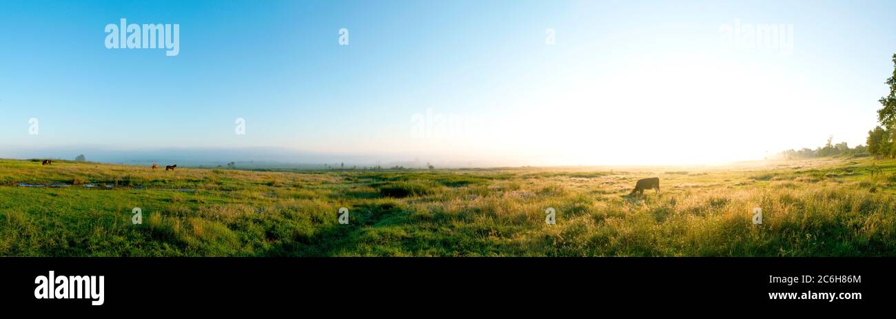 Panorama magnifique sur les montagnes. Chevaux sur un pré de montagne. Paysage d'été dans les montagnes. Ukraine, Carpates. Belle nature v Banque D'Images