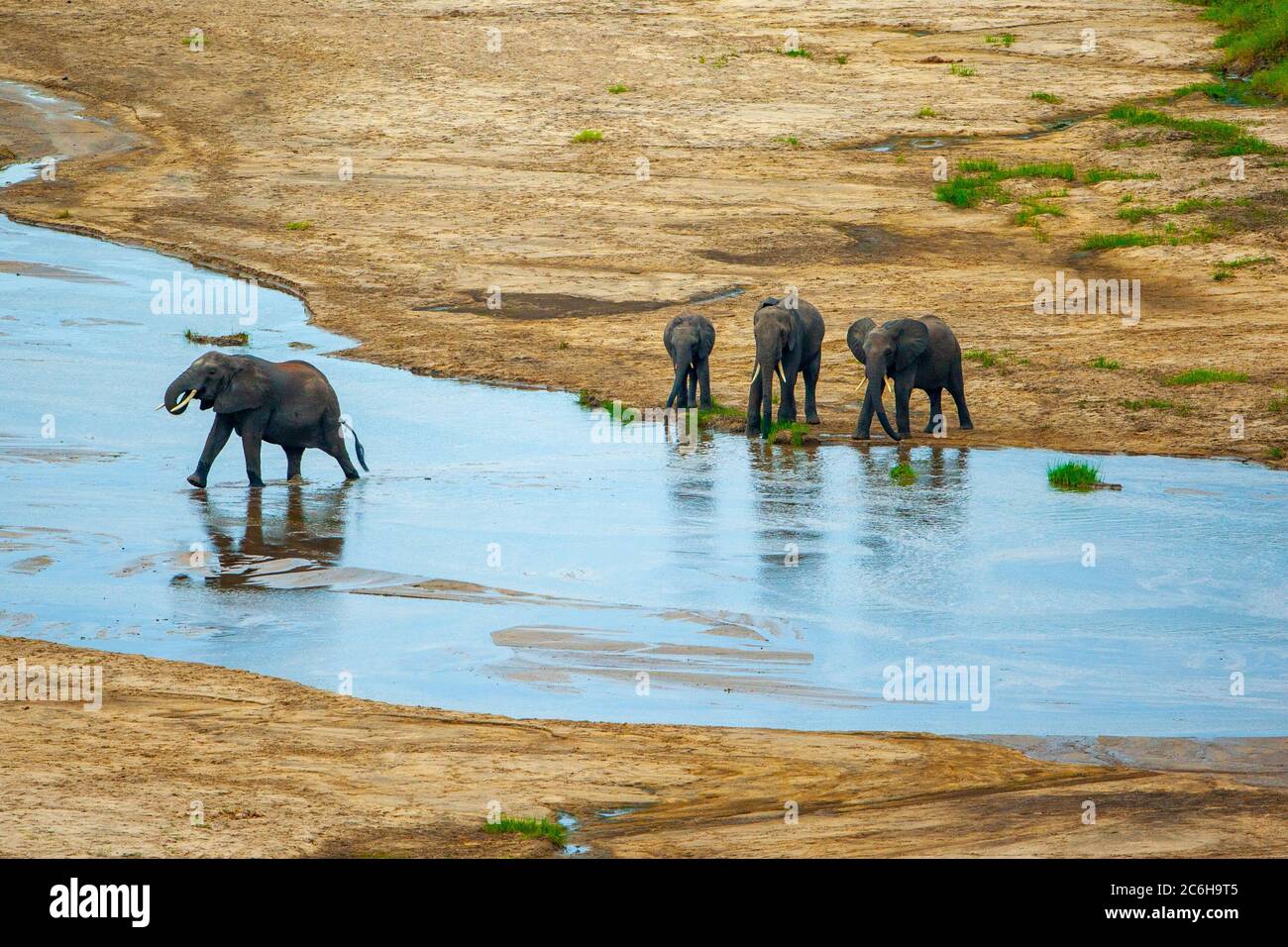 Un troupeau d'éléphants de Bush africains (Loxodonta africana) traversant une rivière Banque D'Images