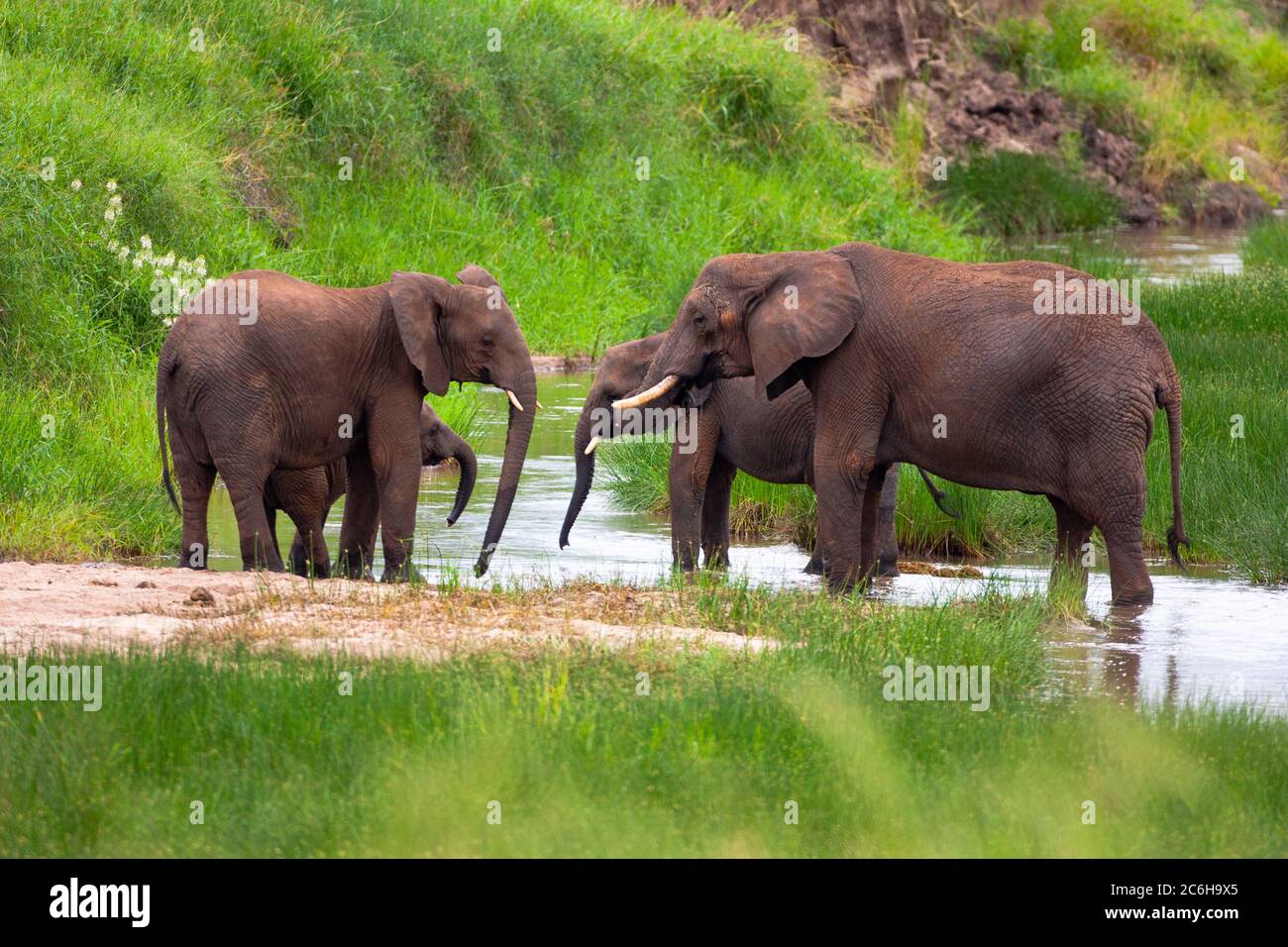 Un troupeau d'éléphants de Bush d'Afrique (Loxodonta africana) photographié dans la nature Banque D'Images