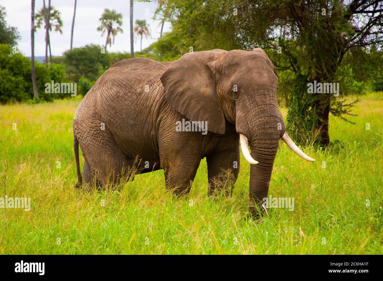 Éléphant de Bush africain isolé (Loxodonta africana) photographié dans la nature Banque D'Images