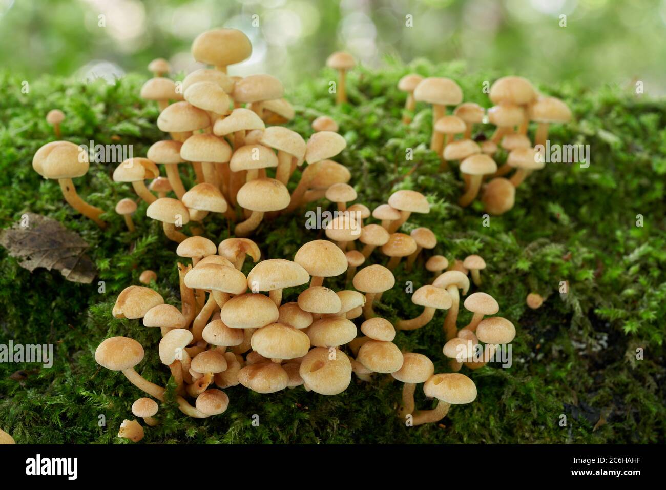 Champignon toxique Hypholoma fascicuculare dans la forêt de bouleau. Connu sous le nom de tuft de soufre, tuft de soufre ou mélomane en grappes. Groupe de champignons sauvages. Banque D'Images