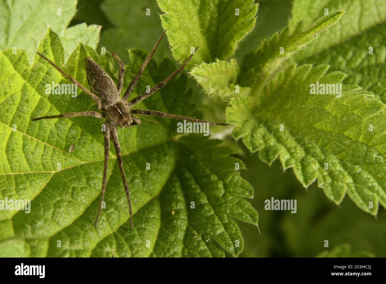 Araignée de pépinière, Pisaura mirabilis, Pisauridae, Canale Monterano, Latium, Italie Banque D'Images