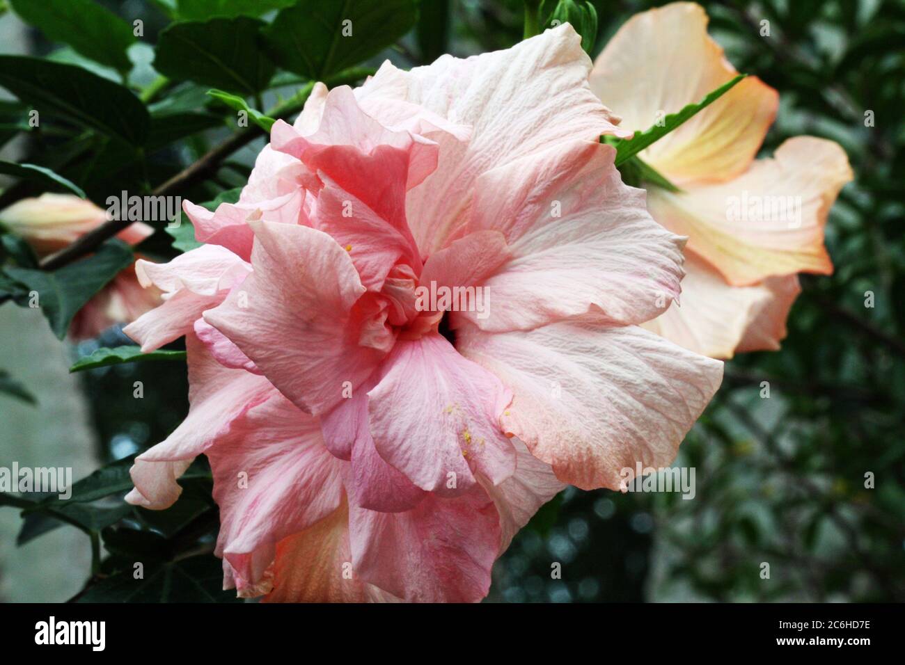 Weisser hibiscus Banque de photographies et d’images à haute résolution