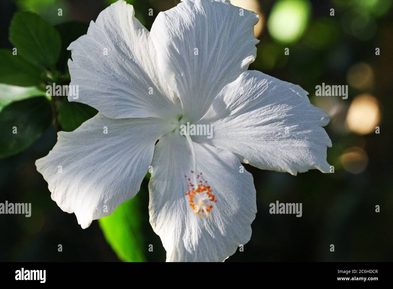 Weisser hibiscus Banque de photographies et d’images à haute résolution