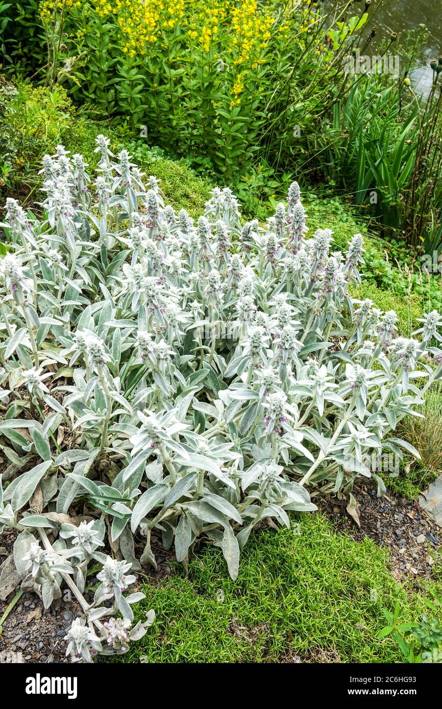 Tapis argent Stachys dans le lit de fleurs du jardin Banque D'Images